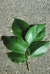 Elm Trees dark green, veined leaves.