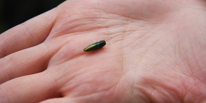 Image of emerald ash borer